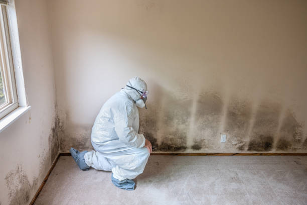 Best Attic Mold Removal  in Spackenkill, NY
