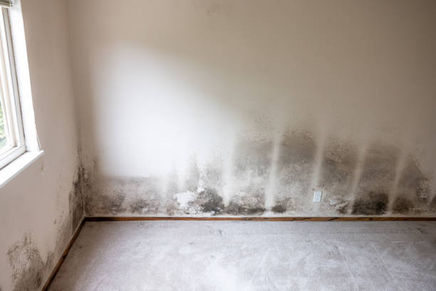 Best Residential Mold Inspection & Testing  in Spackenkill, NY